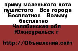 приму маленького кота пушистого - Все города Бесплатное » Возьму бесплатно   . Челябинская обл.,Южноуральск г.